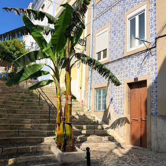 Fliesen, Wandfliesen in Lissabon Portugal an alten Häusern sieht man überall in der Stadt in blau, braun und gelb mit Palme und Treppe