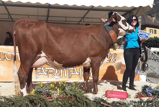 Praline, fille de Louchalla, le taureau dont les filles affichent la meilleure production en 100 jours.