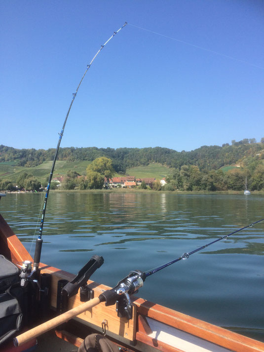 Hecht, Zander, Egli, Murtensee, Bielersee, Fischen im Seeland, Angeln, Fischerboot, Barsch, Zetti, Esox, Pike, Perch, Boot, Schleppen, Wobbler, Kunstköder, Zihlkanal, Zander, Felchen, Raubfisch, Wels, Angeln