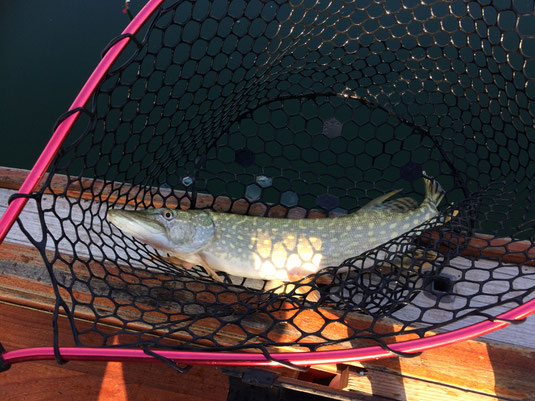 Hecht, Zander, Egli, Murtensee, Bielersee, Fischen im Seeland, Angeln, Fischerboot, Barsch, Zetti, Esox, Pike, Perch, Boot, Schleppen, Wobbler, Kunstköder, Zihlkanal, Zander, Felchen, Raubfisch, Wels, Angeln