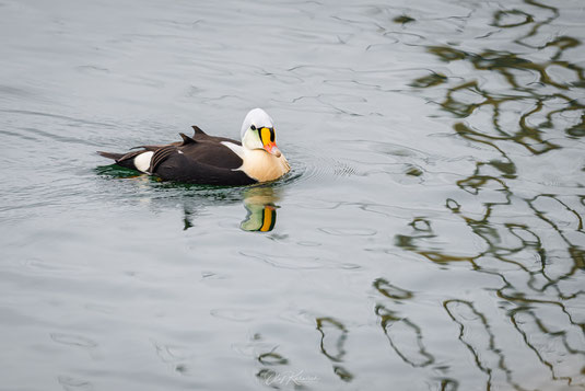 eine Prachteider schimmt im Hafen von Vadsø