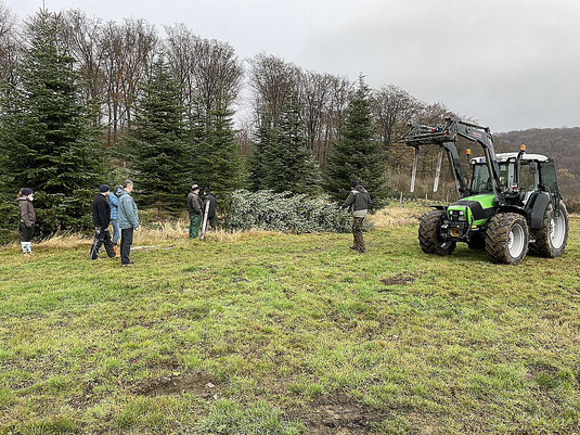 Foto mit gefälltem Weihnachtsbaum, Traktor und Helfern