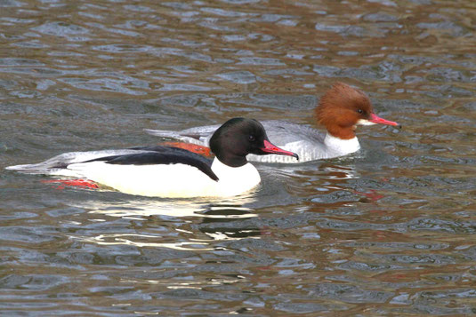 © Monika Graf - Gänsesäger Paar