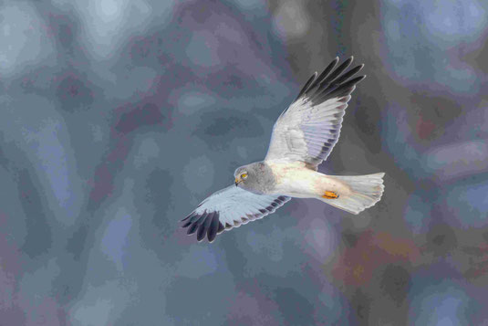 © Gunther Zieger - Kornweihe männl.