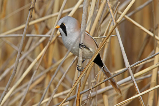 © Dr. Christoph Moning - Bartmeise männl.