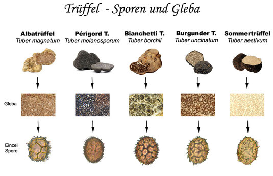 Teil 1 - Allgemeines über Trüffel und die wichtigsten und bekanntesten Trüffelarten