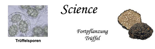 Die Besiedlung durch die Trüffelarten Tuber melanosporum und Tuber indicum verbessert die Biomasse und die Wurzeloberfläche des Wirtbaumes