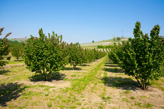 Clos Racines errichtet größten Trüffelgarten in Kalifornien mit 3600 Trüffelbäume (Eichen) auf 26 Hektar Land