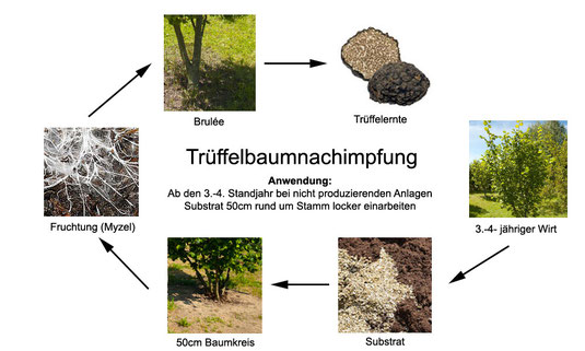 Bei der Trüffelbaumnachimpfung " Réensemencement " werden die Trüffelsporen auf den vorbereiteten Boden im Umkreis von ca. 50 cm rund um den Stamm des Trüffelbaumes ausgebracht 