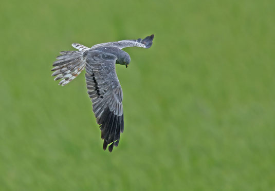Fliegendes Wiesenweihenmännchen - Herbert Henderkes, LBV Bildarchiv