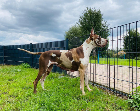 Boondox great danes outlet