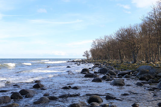 An einem der Strände im Nationalpark Stenshuvud. Foto: Wikipedia, Pavel Shyshkouski
