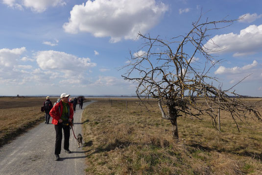 Vom Wind und Trockenheit gezeichneter Baum mitten in der Steppe