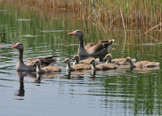 Graugänse kommen Ende November sehr häufig im Nationalpark Nerusiedlersee vor.