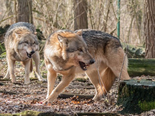 Vom Wolf zum Hund, Evolution des Hundes, Kuscheltier,