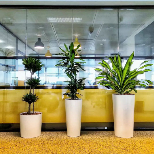 location de plantes pour vos bureaux à Paris