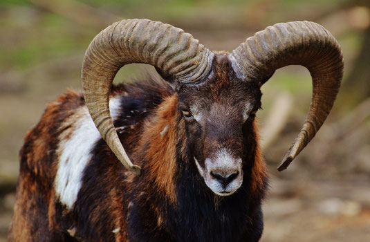 Le mouflon de l'Aigoual