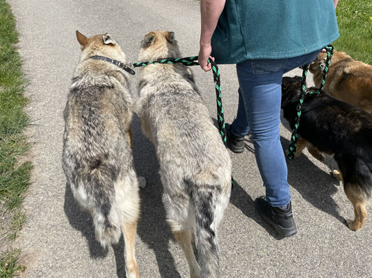 Vier entspannte Hunde nach erfolgreichem Alltagstraining mit A-Z-Hundetraining