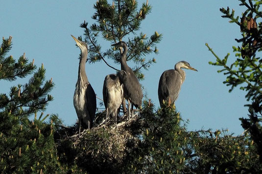 junge Graureiher am Horst (Foto: Antje Geigenberger)