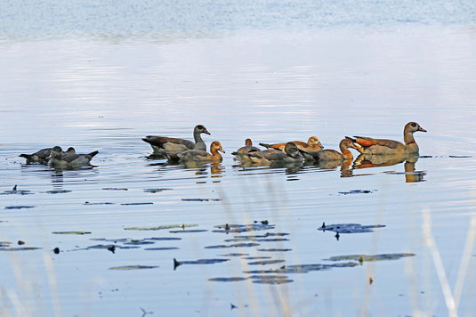 Nilgansfamilie am Fetzer-Flachwassersee (Foto: Claudia Neumann) 