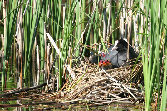 Blässhuhn mit Jungen am Nest (Foto: Pit Brützel) 