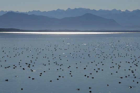 Wasservögel vor Bergkulisse (Foto: H.Guckelsberger)