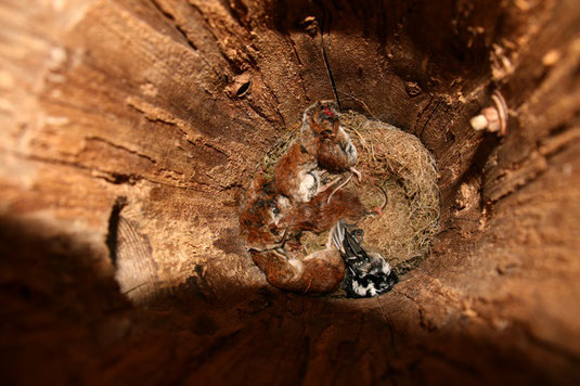 Vorratskammer eines Sperlingskauzes (Foto: Richard Gebendorfer)