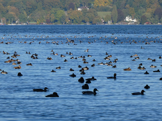 überwinternde Wassservögel am Starnberger see (Foto: A.Gehrold)