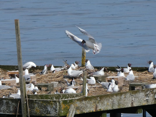 Flussseeschwalben und Lachmöwen in der Bucht von St. Heinrich (Foto: A.Gehrold)