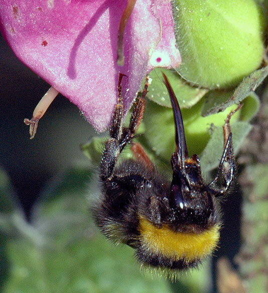 Saugrüssel einer Hummel By Lung at de.wikipedia (own photo) [CC BY-SA 2.0 de (http://creativecommons.org/licenses/by-sa/2.0/de/deed.en)], via Wikimedia Commons