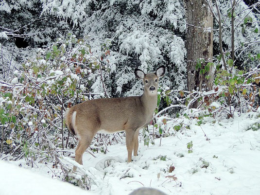 Reh im Winter (Foto: Pixabay)