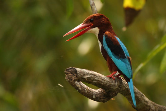 Braunliest in Kerala, Indien 