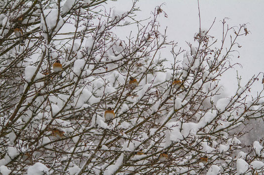 Bergfinkenschwarm im Winter (Foto: Ursula Wiegand) 