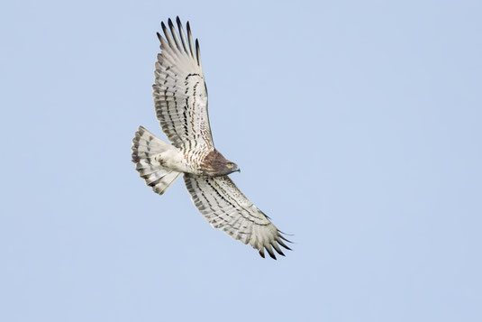 Schlangenadler 