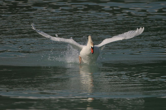 Höckerschwan beim Start aus dem Wasser (Foto: H,-J. Fünfstück, www.5erls-naturfotos.de)