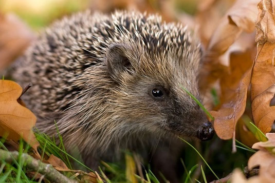 Foto: Igel im Laub_Andreas Giessler
