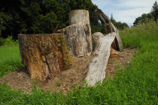 Brutmeiler für den Hirschkäfer bei Delling (Foto: Horst Guckelsberger) 