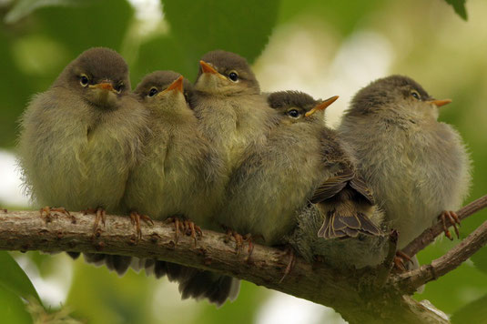 Sechs juvenile Zilpzalps, frisch aus dem Nest ausgeflogen, sitzen eng zusammen in ungewohnter Freiheit im Juni 2016