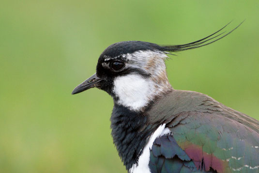 Kiebitzpullus (Foto: Wolfgang Höll)