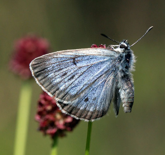 Heller Wiesenknopf_Ameisenbläuling (Phengaris_teleius)