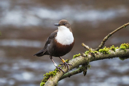 Wasseramsel  (Foto: Antje Geigenberger) 