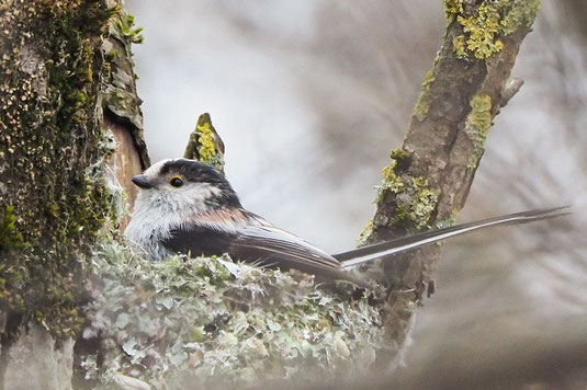 Schwanzmeise im Nest (Foto: Antje Geigenberger)