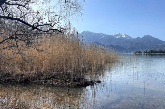Blick auf den Kochelsee (Foto: Max Herrmann) 