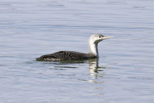 Sterntaucher (Foto: Christian Haass) 