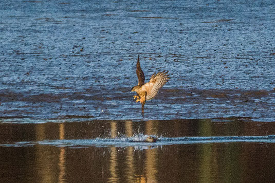 jagender Junghabicht (Foto: Ursula Wiegand) 