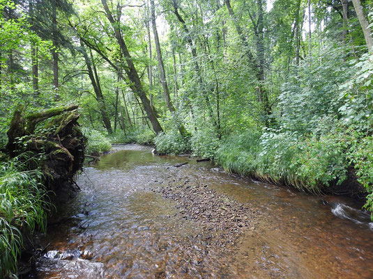 Der Lüßbach im Manthal (Foto: Wolfgang Spatz)