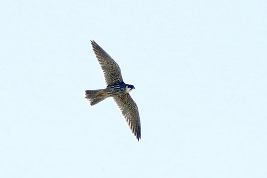 Baumfalke (Foto: Peter Witzan)