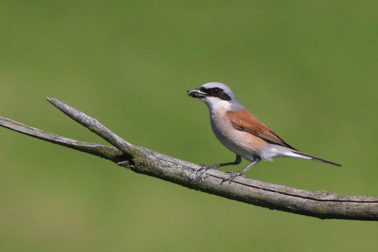 Neuntötermännchen (Foto: Sebastian Ludwig) 