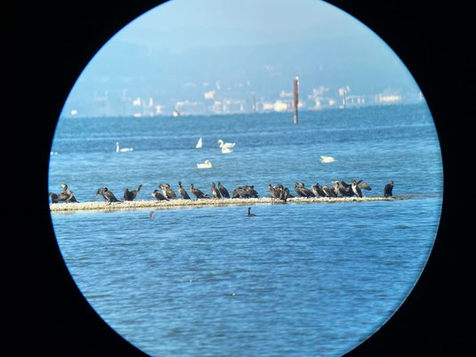 Bananeninsel (Foto: Jessica Fischer)