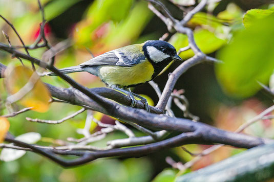 Kohlmeise (Foto: Thomas Hafen - www.natur-fotografieren.de)